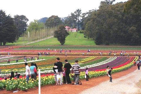 Tulip Festival 2006