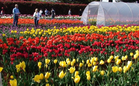 Tulip Festival 2007