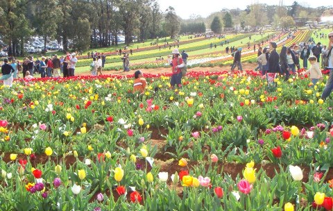 Tulip Festival 2007