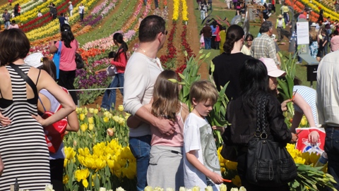 Tulip Festival 2010