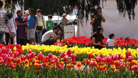 Tulip Festival 2010